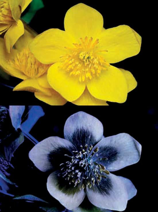 Marsh marigold (Caltha palustris) as viewed in normal daylight (top) and how a bee sees it in ultraviolet light (bottom).